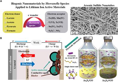 Biosynthesis of Nanomaterials by Shewanella Species for Application in Lithium Ion Batteries